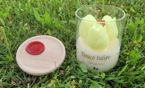 Douce tulipe jaune ouverte